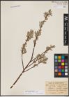 Foto von Salix candida Flüggé ex Willd.